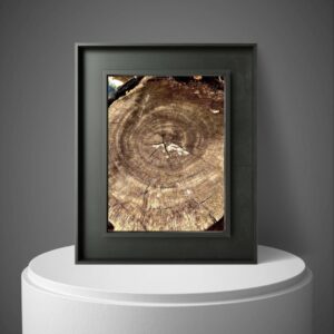 Minimalist Tree Rings Nature Frame