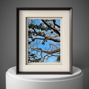 Tree Branches Against a Blue Sky – Wall art