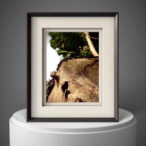 Tree Rings Rustic Wall Art Decor