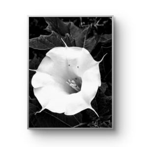 The Quiet Bloom — Nature-inspired wall art