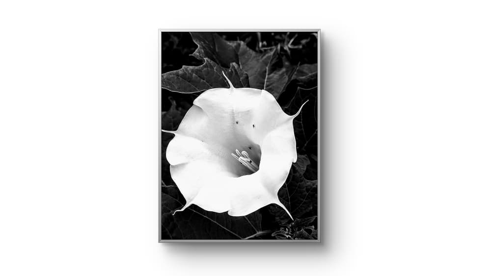 The Quiet Bloom — Nature-inspired wall art