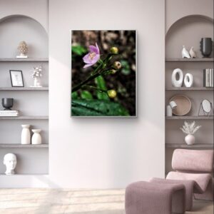 The Bloom of Serenity