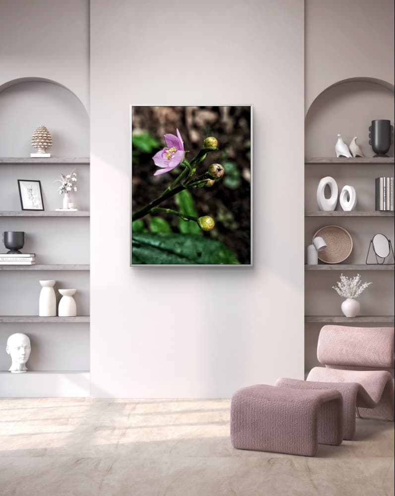 The Bloom of Serenity