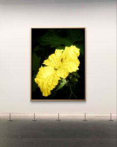 Golden bloom digital download